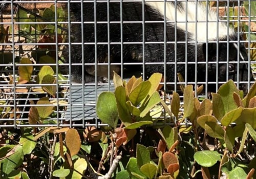 Timber Frame Houses Squirrels Removal In Houston, Texas: How A Wildlife Removal Company Can Help?