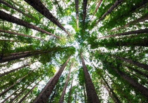 Living With Wood: How Natural Materials Influence Health and Well-Being